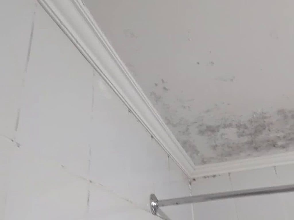 Franja de hongos negros en el cielo del baño junto a la cornisa, sobre la barra de la cortina de ducha, antes del tratamiento